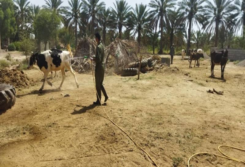 توصیه های مهم اداره کل دامپزشکی جنوب کرمان به دامداران در فصل گرما